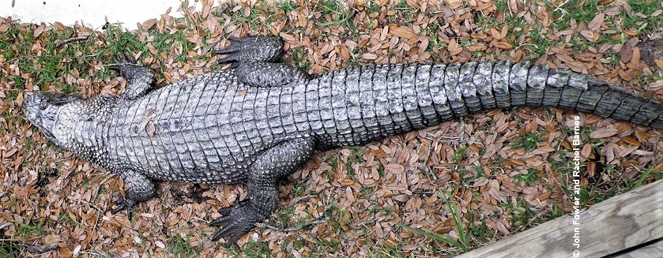 Black Caiman